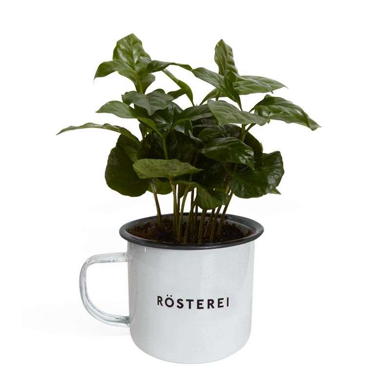 Rösterei Kaffeepflanze