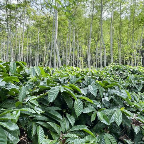 Indonesien Java Tugusari