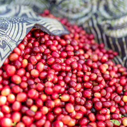 Cherries Mount Sunzu