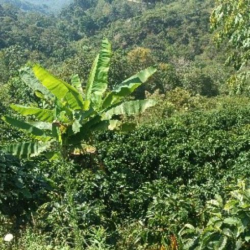 Finca Cafetalera