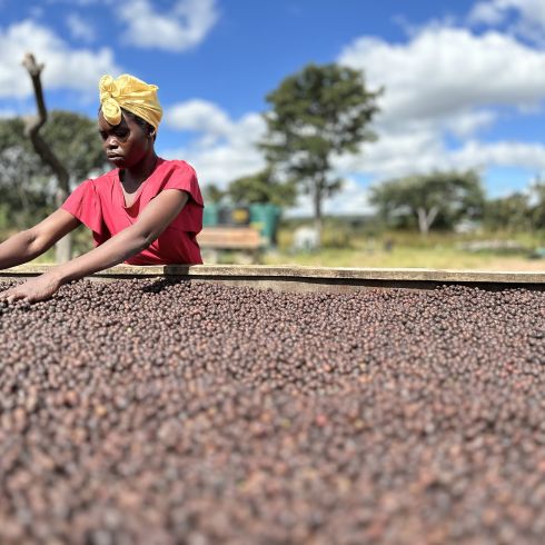 Drying bed Mount Sunzu
