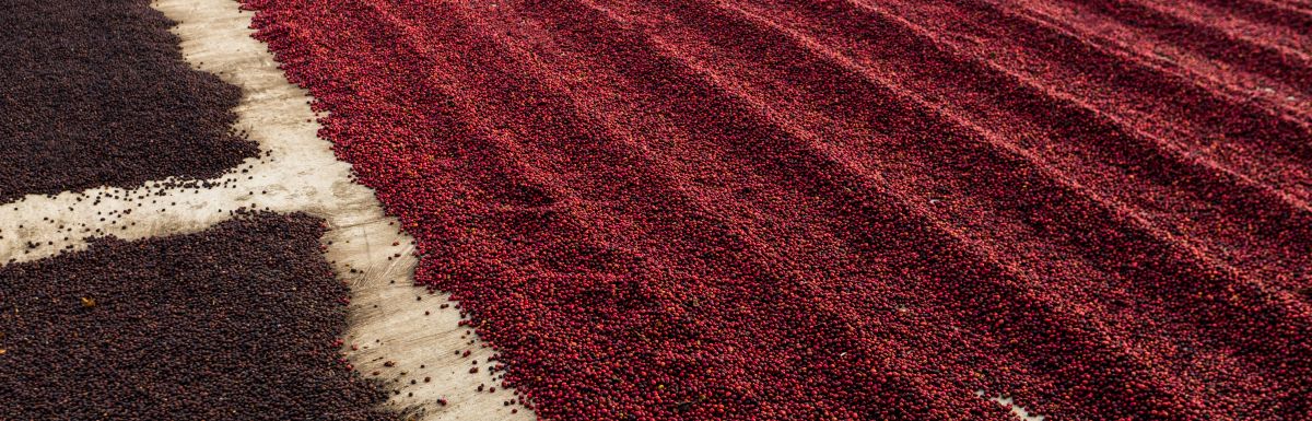 Coffee beans drying in the sun
